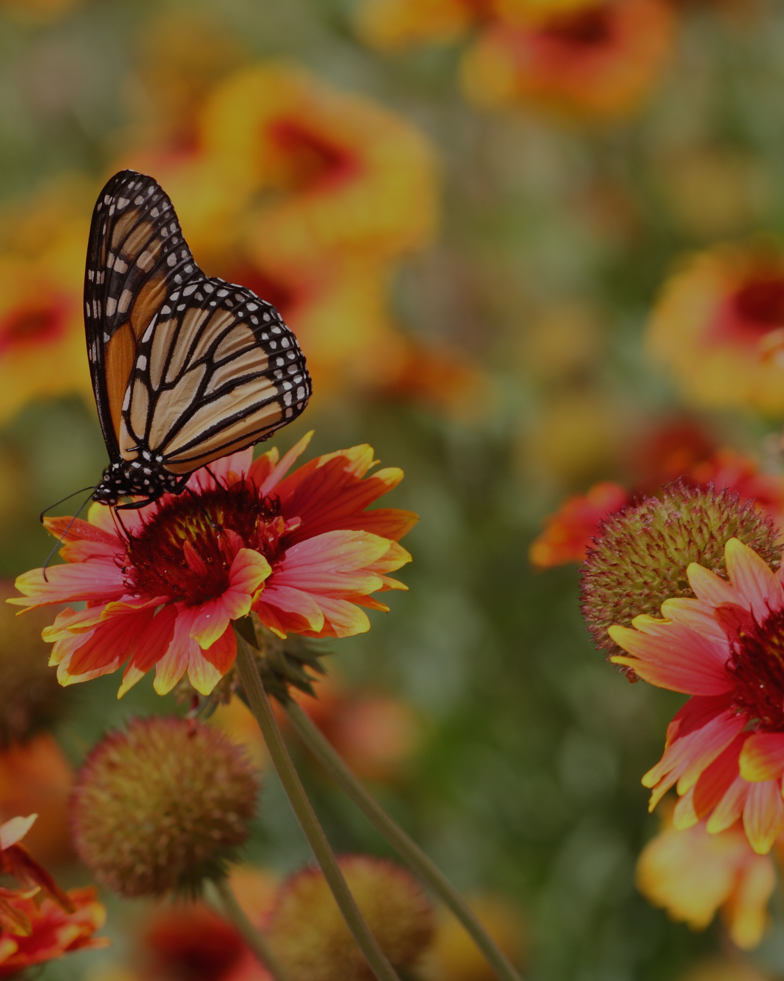 ¡Hola Septiembre! 🌼 Tiempo de Renacer, Renovar y Vender! 🌞